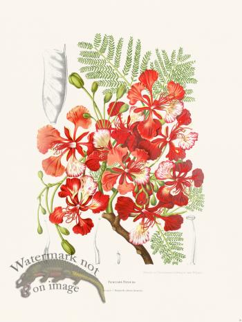 Horticulture of Java 36